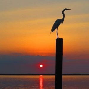 Meet your Posher, Kris